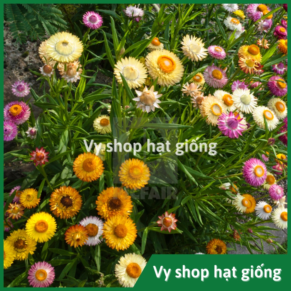 Hạt giống hoa cúc bất tử gói 200 hạt mix màu