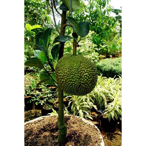 CÂY GIỐNG MÍT MẬT ( cây ghép siêu sớm)