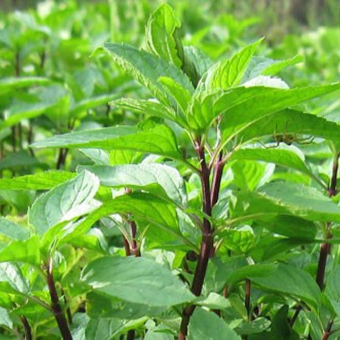 Hạt Giống Rau Quế Lá To Thơm Ngon (10gr)
