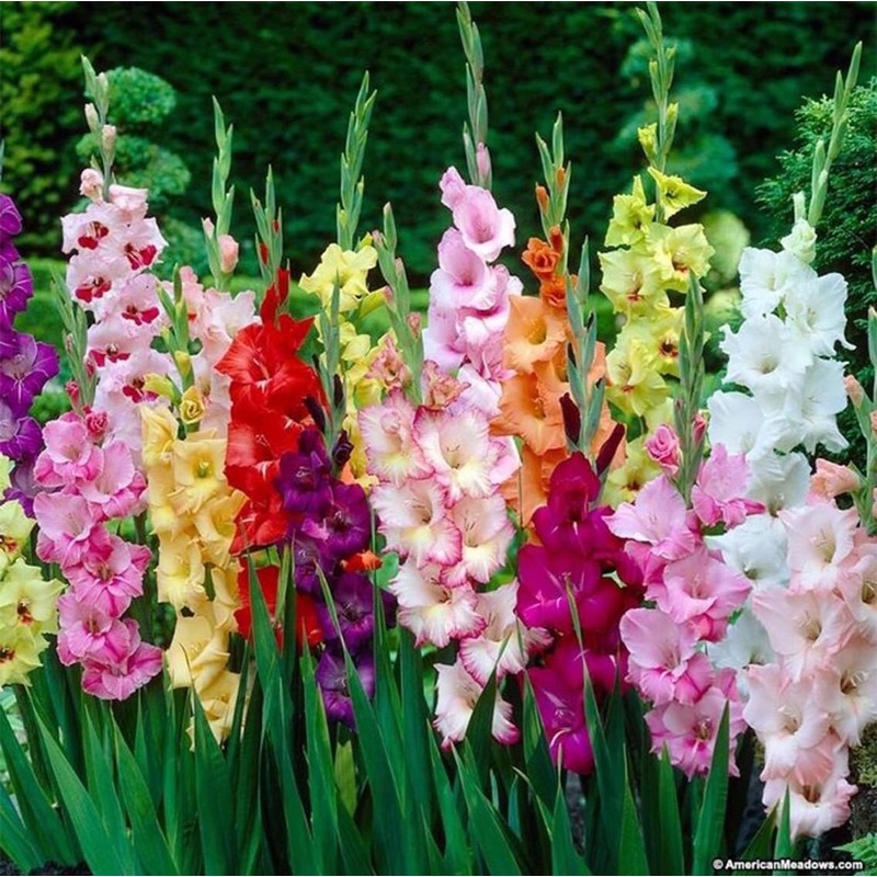 củ hoa lay ơn chuẩn Tết