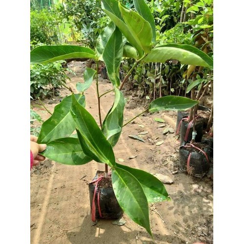 Cây giống mận đỏ Thái Lan - C105