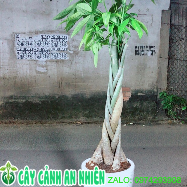 Chậu cây kim ngân cao 1m2