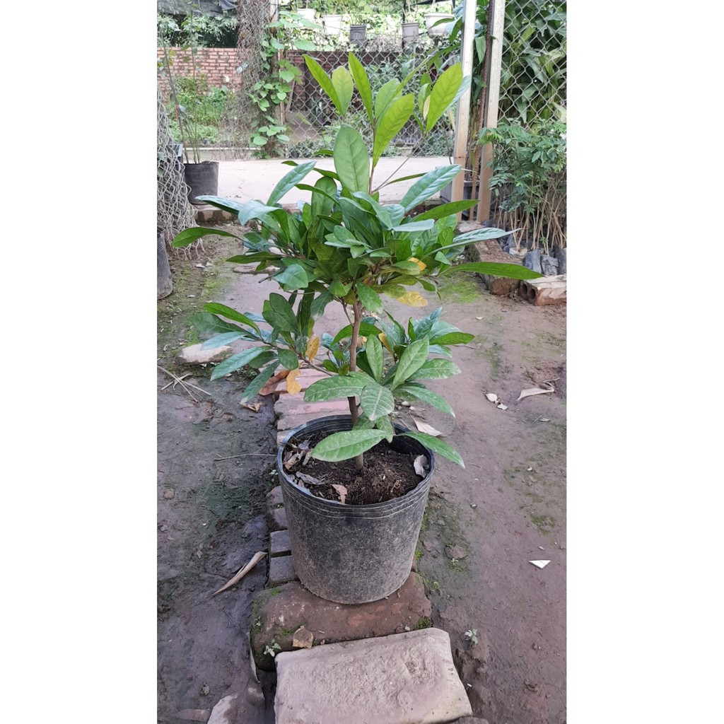 Cây giống Cây Thần Kỳ - CayGiongTot