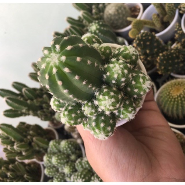 Xương Rồng Echino