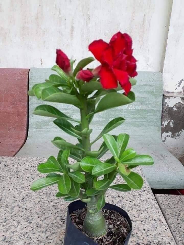Combo 5 cây sứ giống cao 25 - 30cm