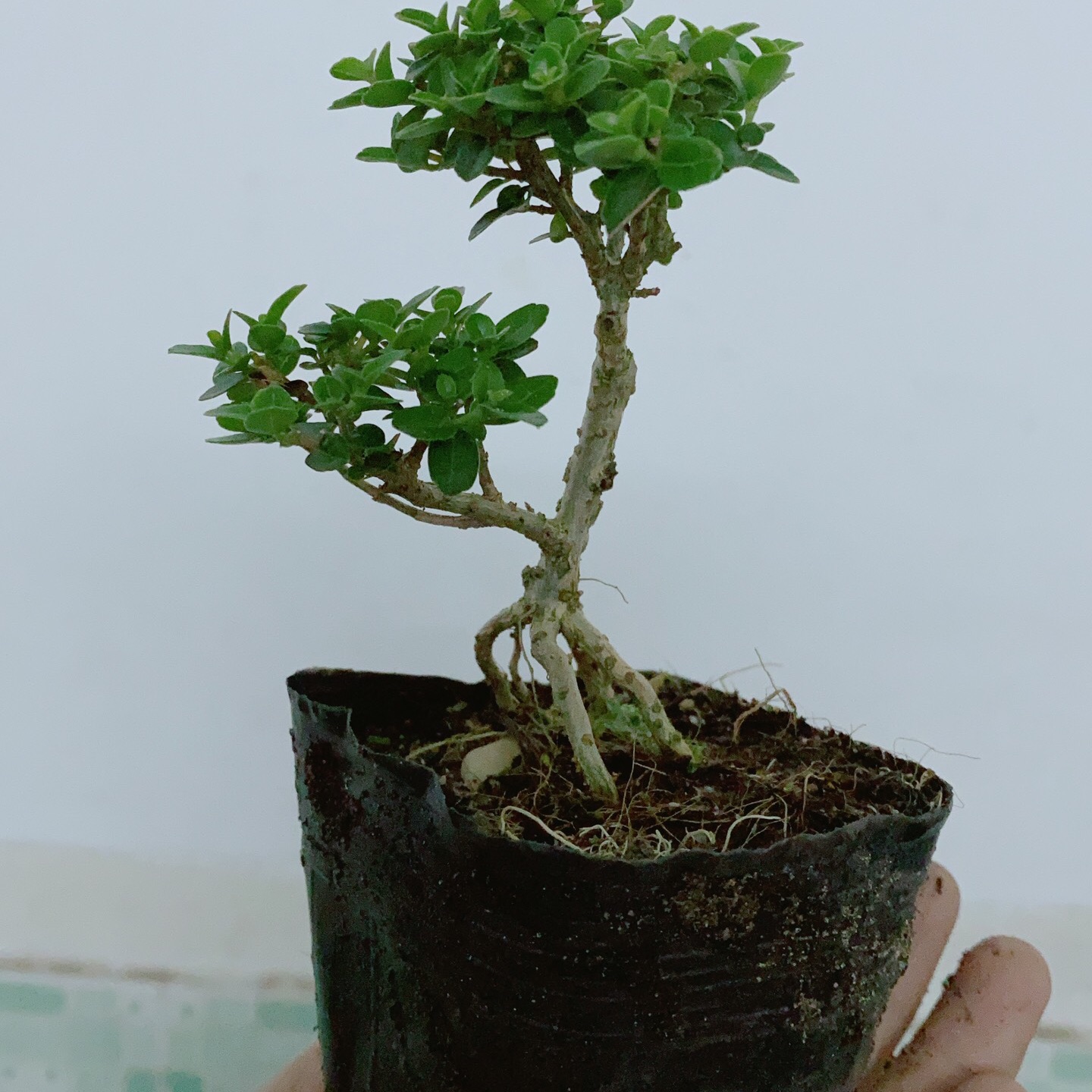 [HCM]Cây Sam Hương Bonsai Mini