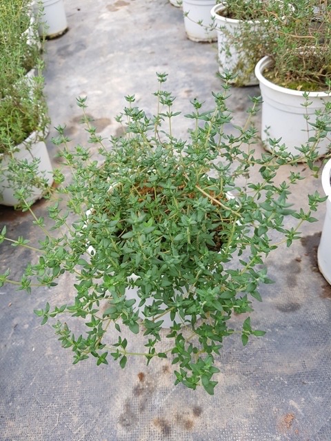 CÂY CỎ XẠ HƯƠNG - THYME
