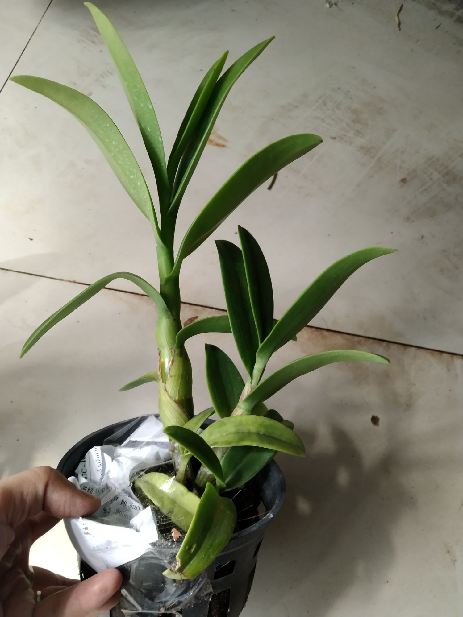 Hoa Lan denro pencam hoa thơm cây sắp hoa