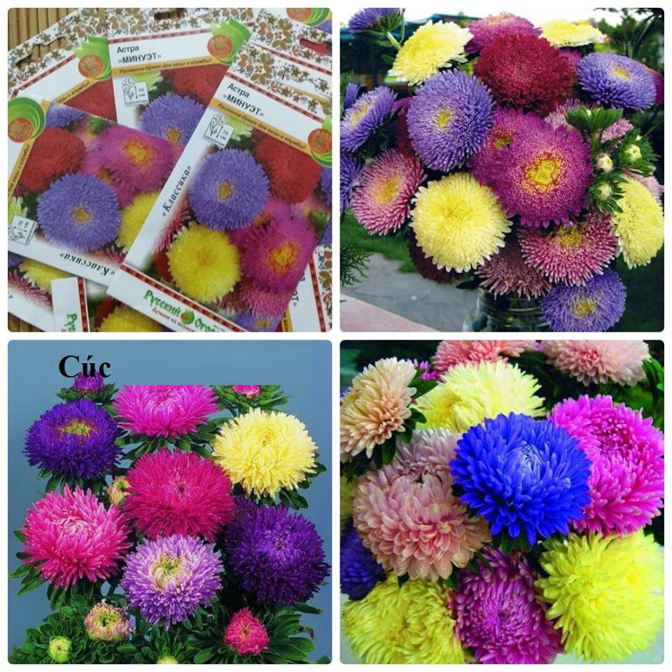 Hạt giống Hoa Cúc Magic nhiều màu-gói 50 hạt