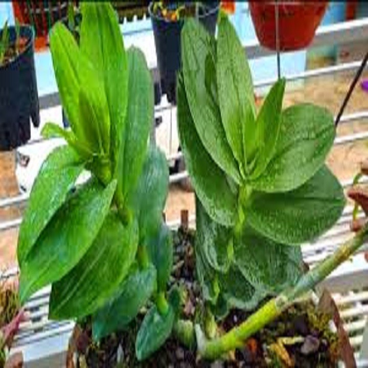 Hoa lan phi điệp- mít xuân sơn(cây cao 25cm)