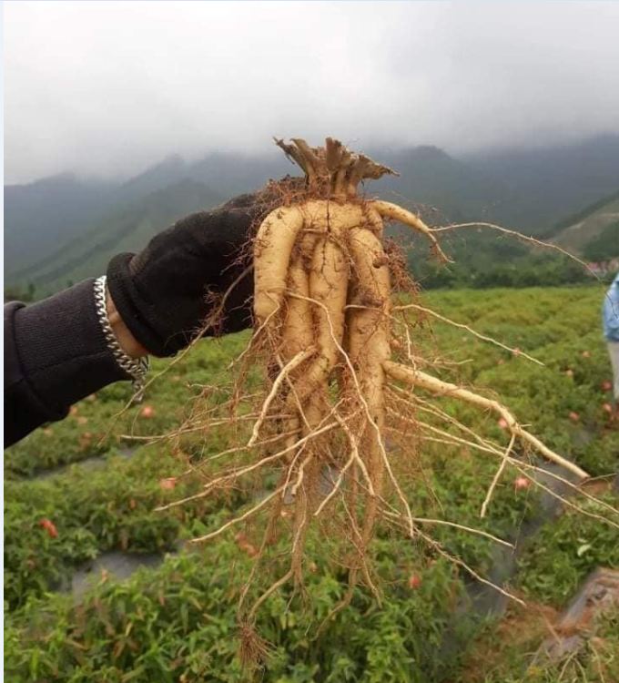 Hạt giống nhân sâm bố chính Gói 10 hạt