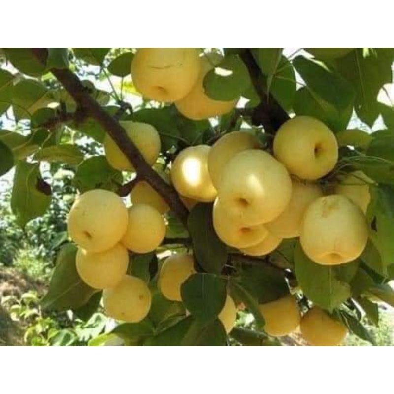 Cây giống lê vàng tứ quý
