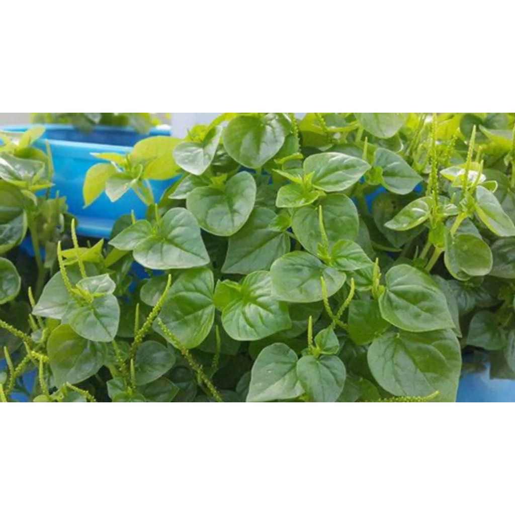 [HCM][Rau Củ Quả] - Gói 0.5gr hạt giống rau càng cua