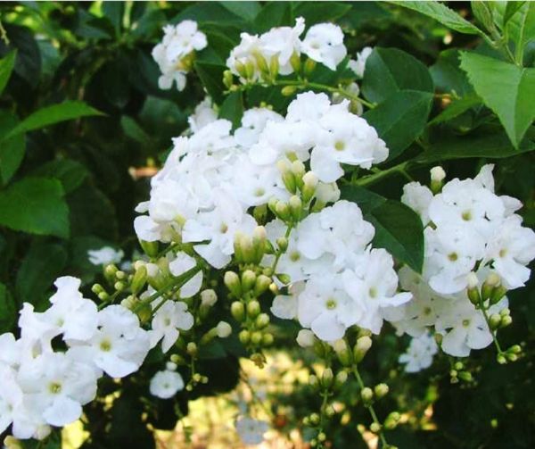 2 Cây hoa giống chuỗi ngọc trắng nhỏ