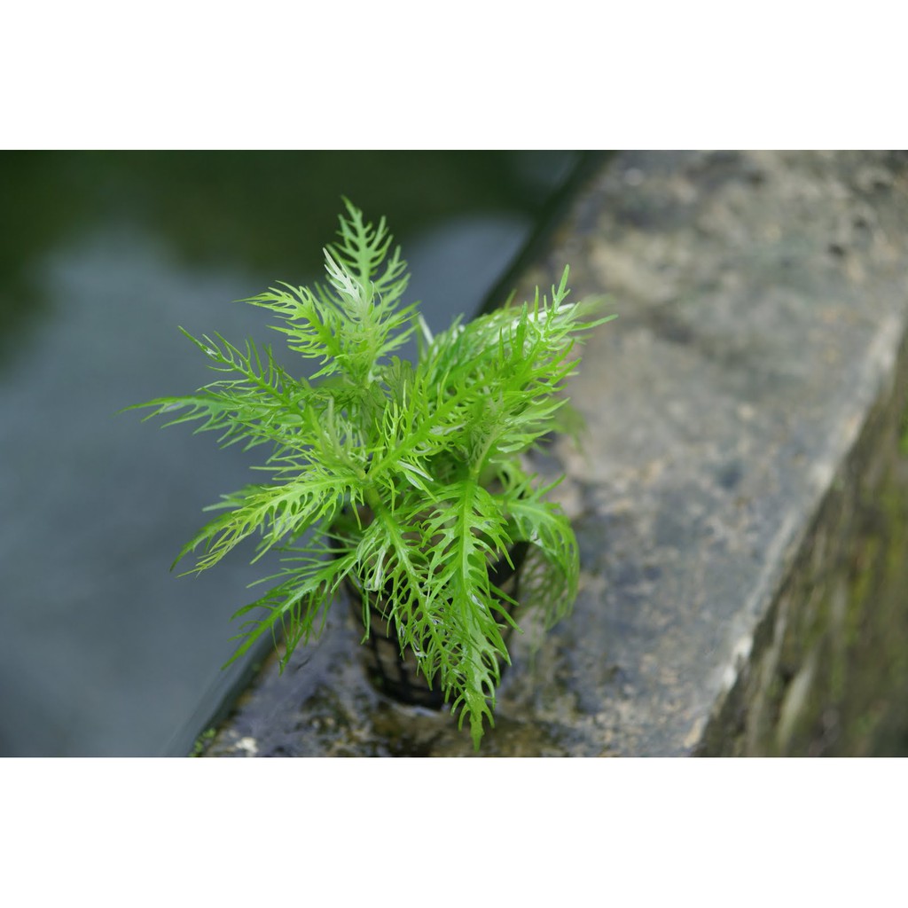 7 heads Willow scented aquarium