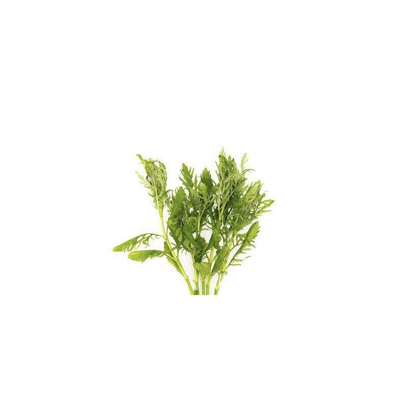 Wisteria – Hygrophila diformis - Cây Thủy Cúc - Cây Thủy Sinh Cắt Cắm