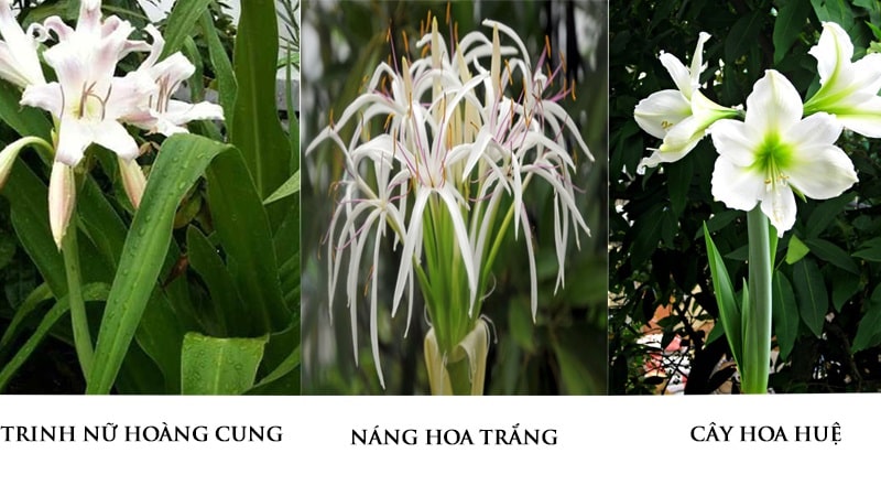 Trinh nữ hoàng cung 500 gam khô