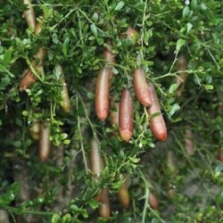 Cây giống chanh ngón tay siêu quả, dòng quả sớm, cam kết chuẩn giống f1