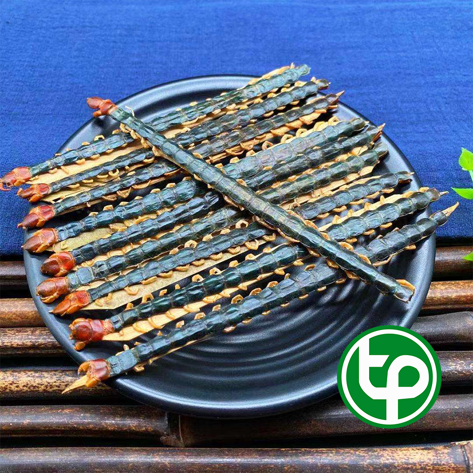 Con rết khô ( 1 con ), Rết khô nguyên con - Thảo Dược Tấn Phát