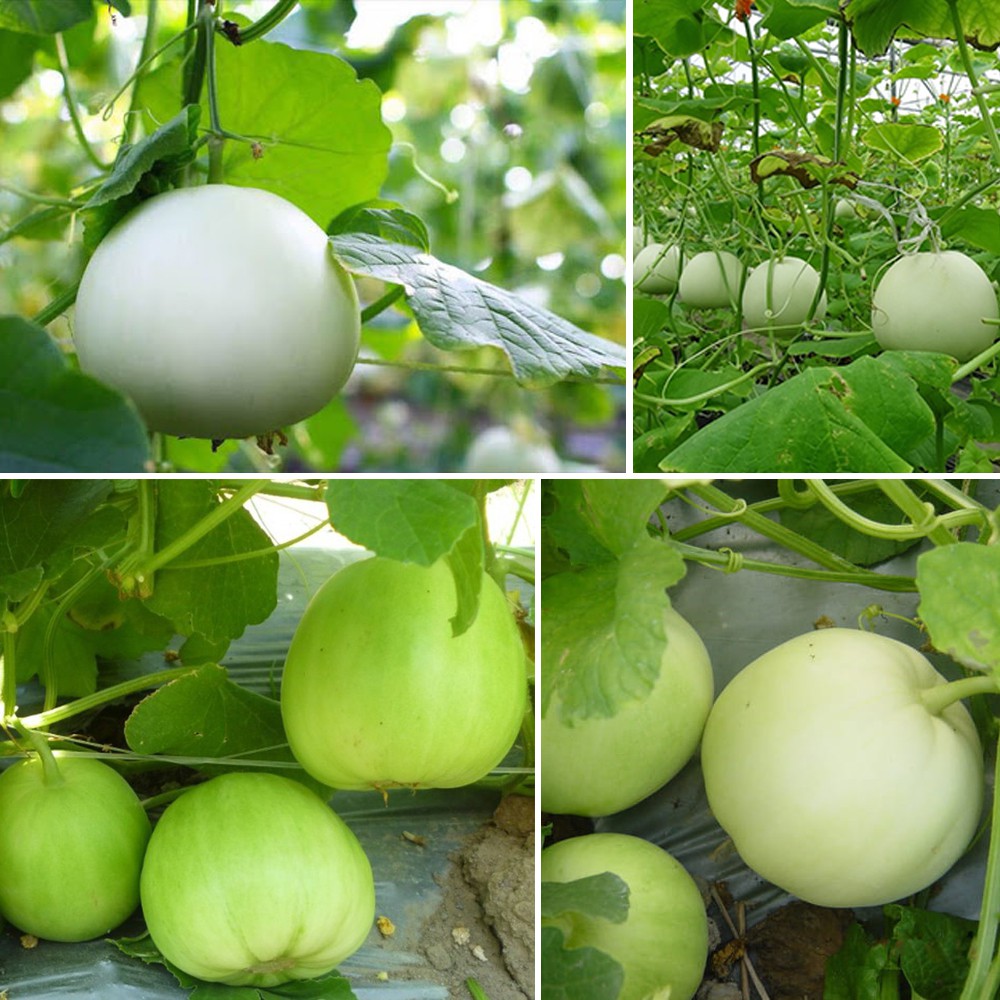 Hạt giống Dưa lê siêu ngọt 20 hạt/gói