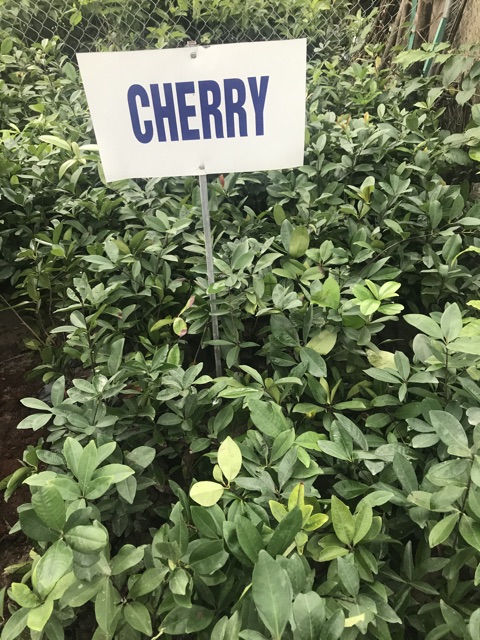 Cây Giống Cherry Brazil