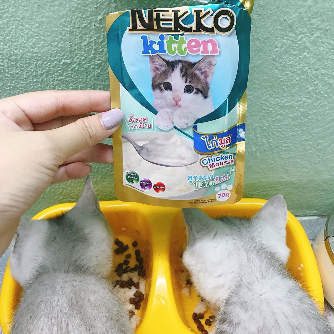 Pate Nekko Kitten Cho Mèo Con (70g)