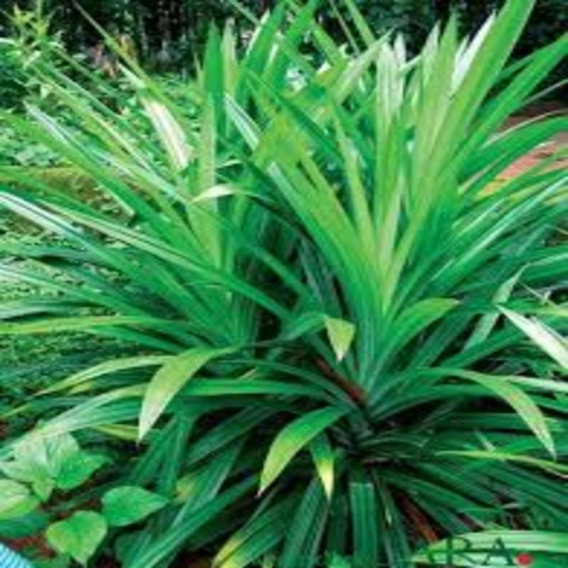 Cây lá Nếp thơm giống (lá dứa thơm, lá Nếp)- cây giống nhỏ