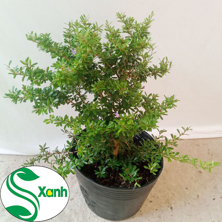 Cây Linh Sam Hoa Tím (tỉ lệ sống 100%)