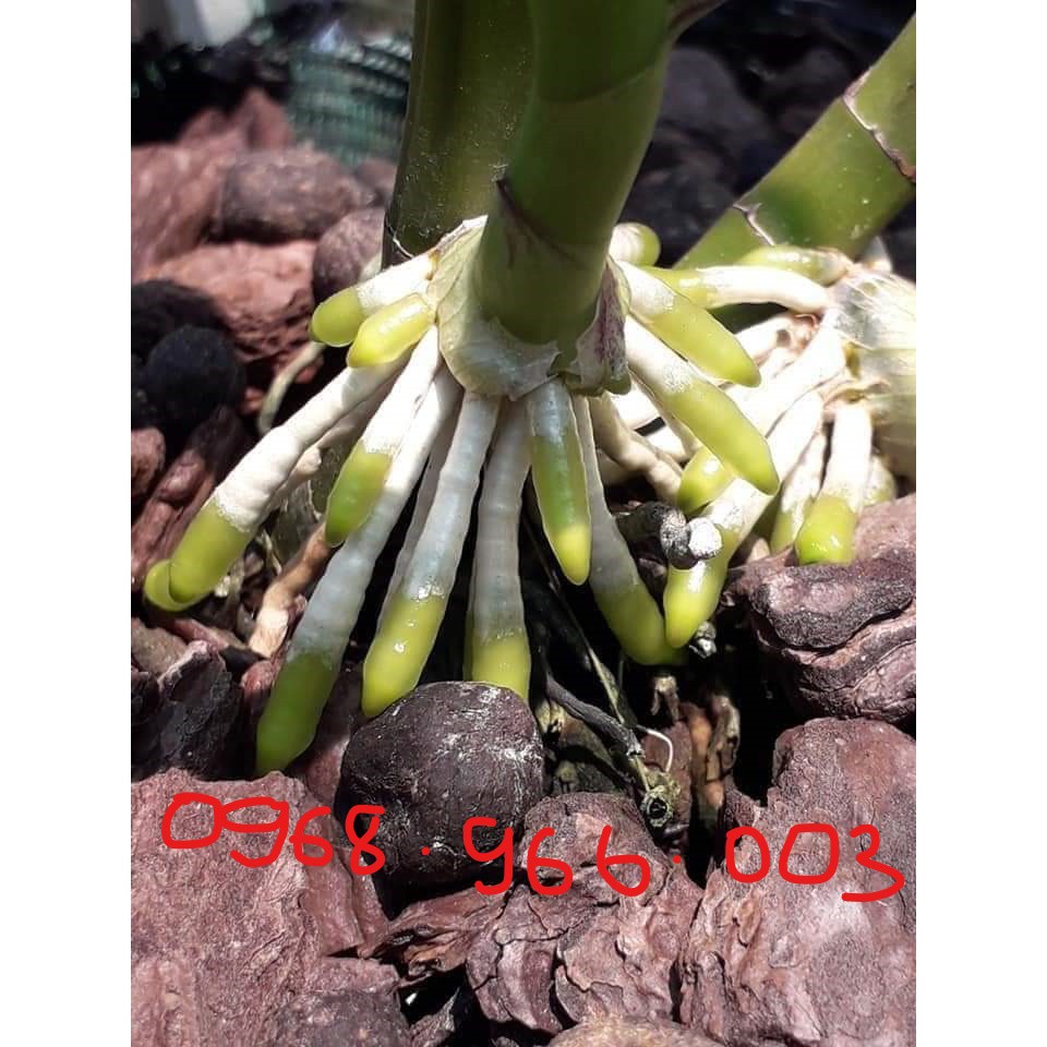 { } Siêu kích rễ VMC