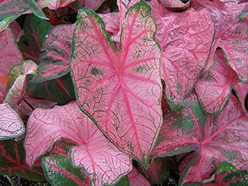 Cây kiểng lá môn Caladium Fannie Munson