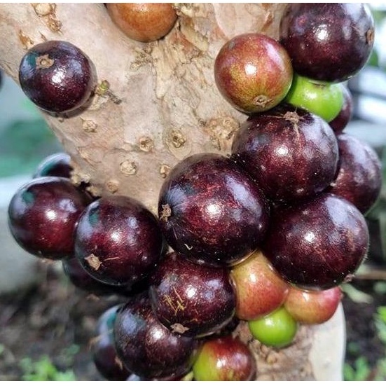 Hạt giống Nho thân gỗ- Tặng thuốc kích mầm siêu tốc