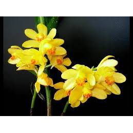 củ lan giống hạc đỉnh vàng tây bắc