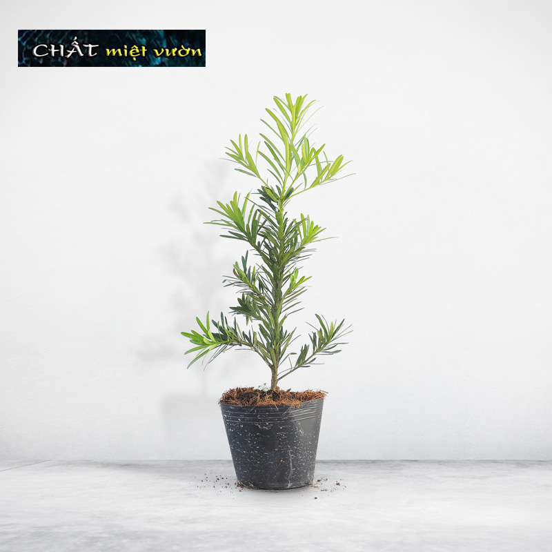 Cây Vạn Niên Tùng giống (chậu cây cao 40-50cm như hình)