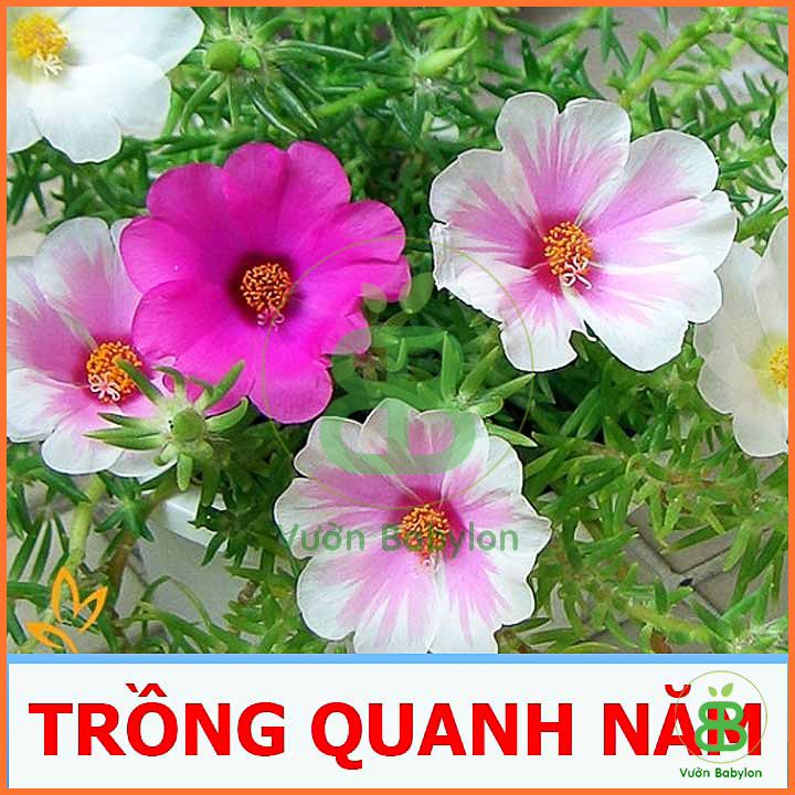Hạt Giống Hoa Mười Giờ ĐƠN Mix Nhiều Màu