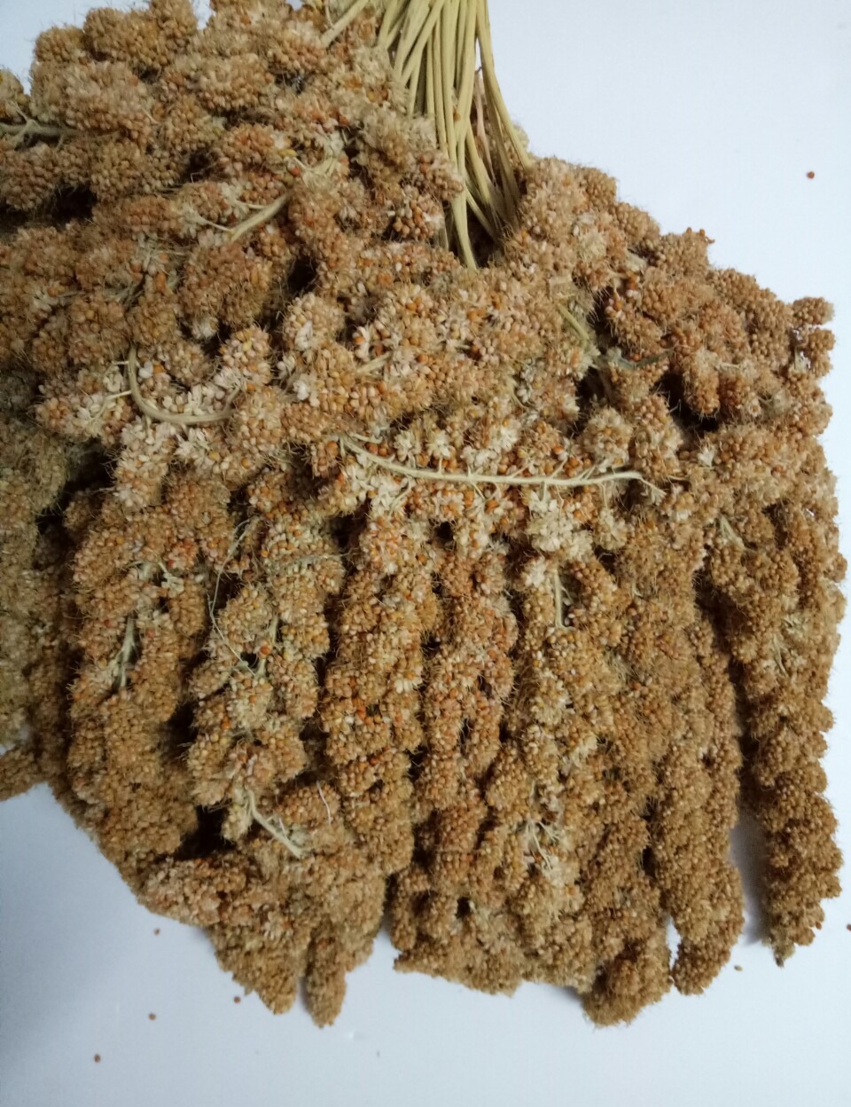 [HCM]500G KÊ CHÙM GÒ CÔNG CHO CHIM VẸT VÀ YẾN PHỤNG