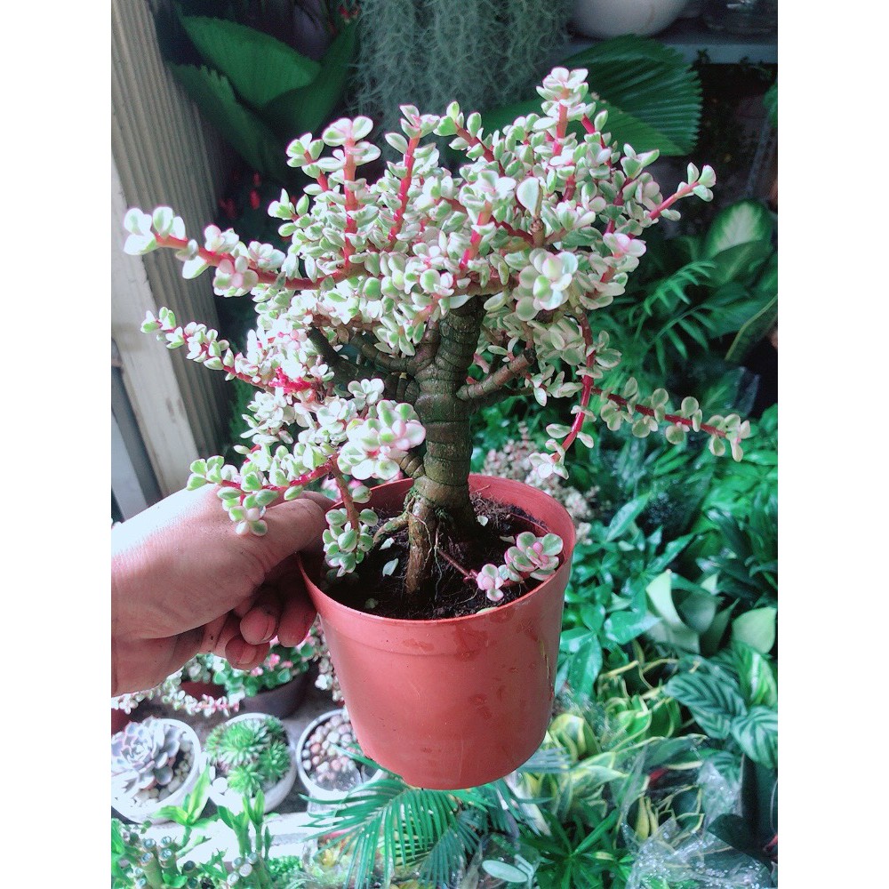 Cây ĐôLa Thân Cổ Thụ