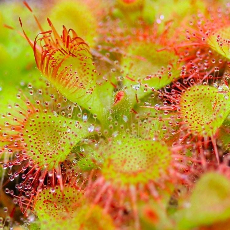 Sundew Seeds - Sale Off