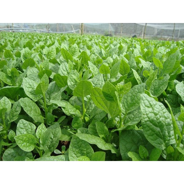 Hạt Giống Rau Mồng Tơi 20Gr