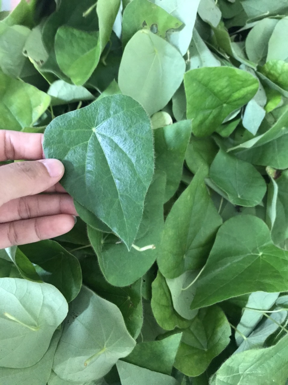 Lá Sâm Lông Tươi 100gr