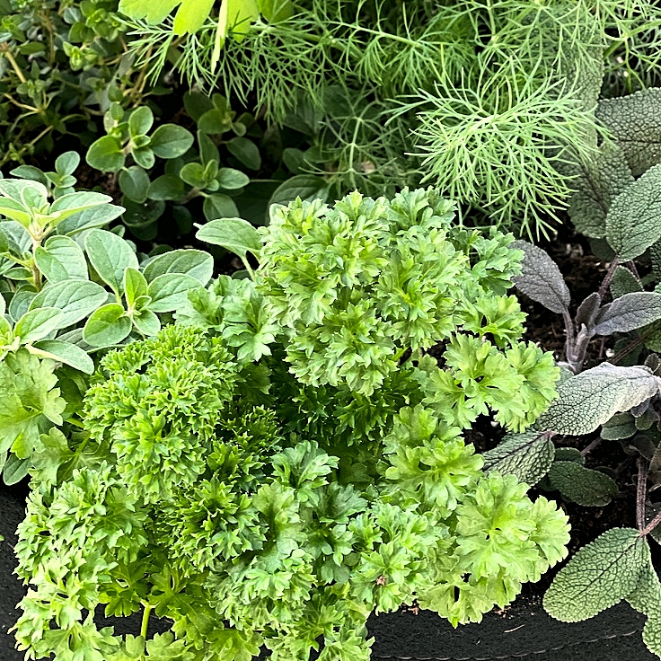 Parsley Seeds (Rado 940) 2gr package