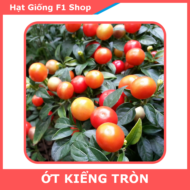 Hạt Giống Ớt Trái Tròn Làm Kiểng (543.F1)