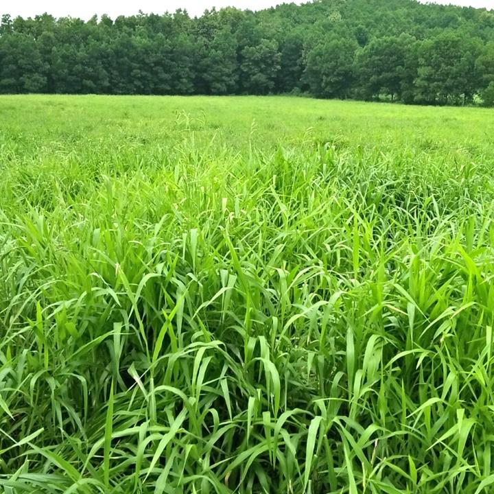 Hạt giống cỏ Ruzi gói 100gr