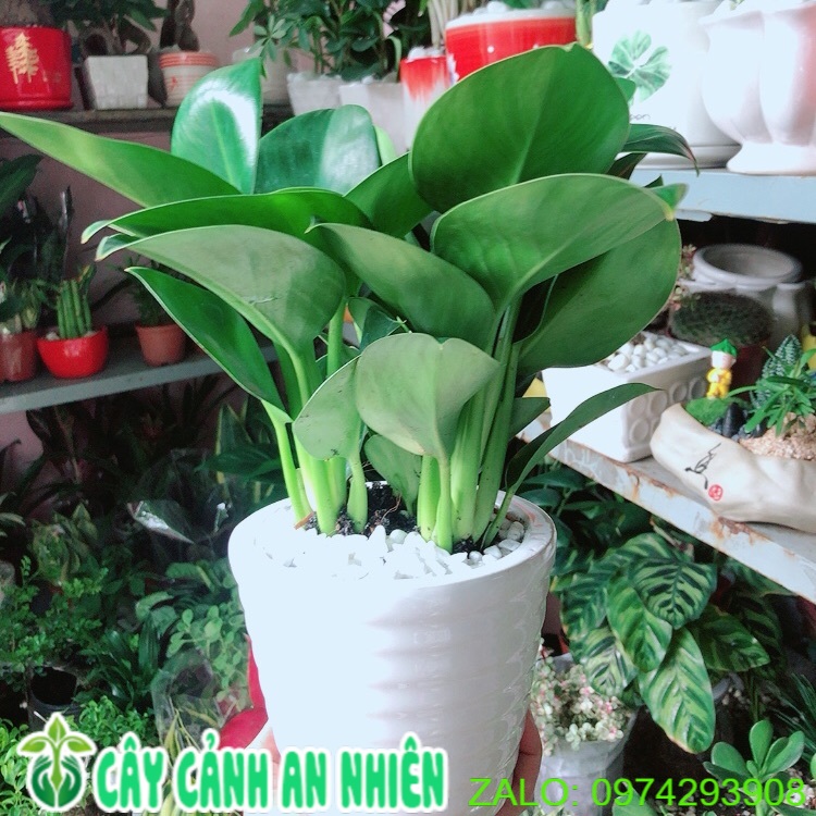Chậu cây trầu bà đế vương xanh