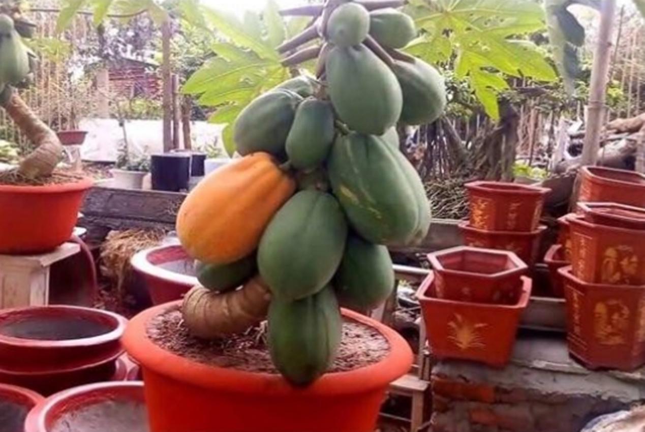 Hạt giống ĐU ĐỦ RUỘT ĐỎ F1
