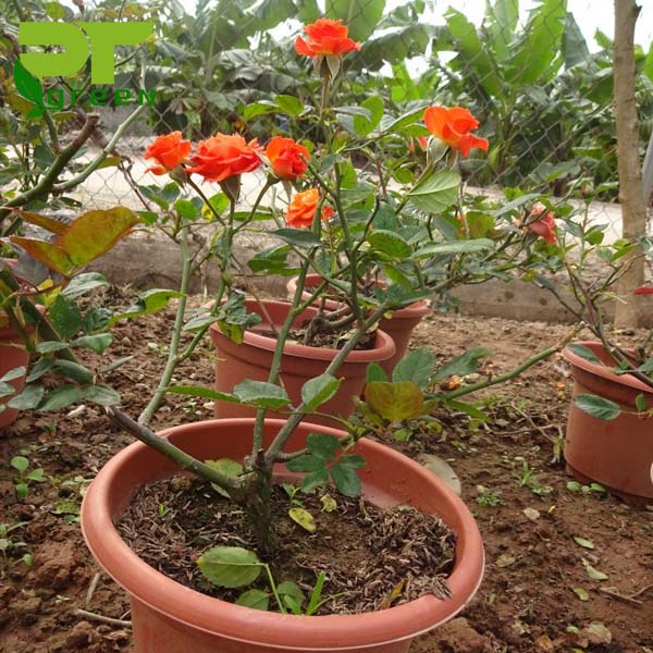 Chậu Cây Hoa Hồng Tỉ Muội Siêu Đẹp