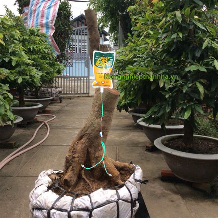 Túi truyền dịch cho cây trồng - T140