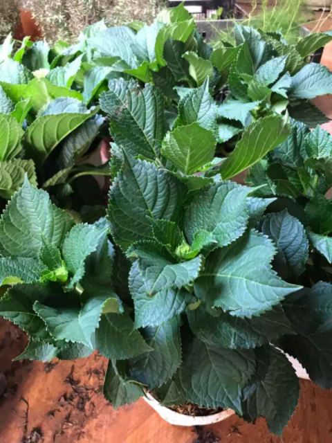 Hoa Cẩm Tú Cầu