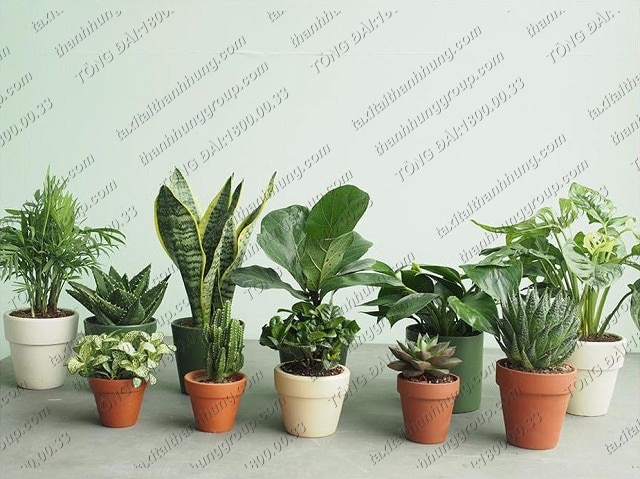 Phân tan chậm Hạt bàng, Phân tan chậm hữu cơ Nhật