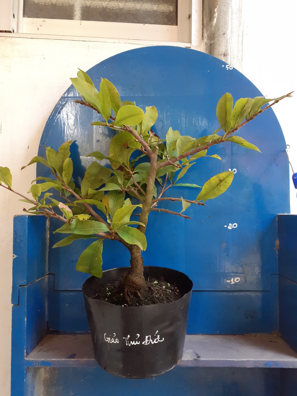 Mai Giảo Thủ Đức 1,5 mùa