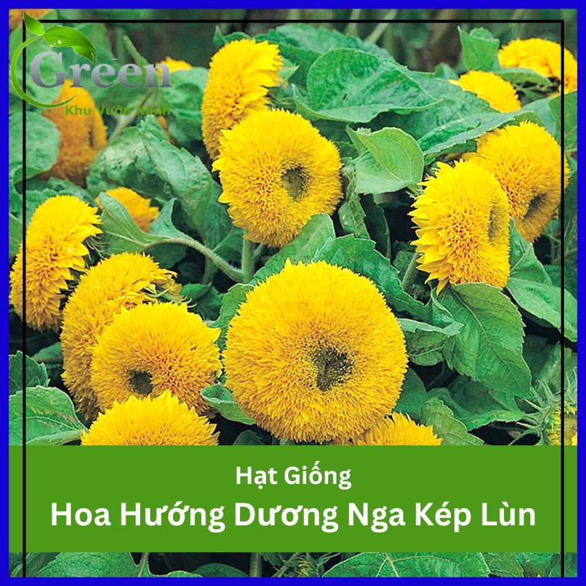 Hạt Giống Hoa Hướng Dương Nga Kép Lùn 40cm